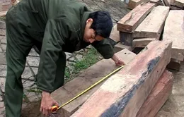 Bắt 2 vụ buôn lậu gỗ quý hiếm quy mô lớn