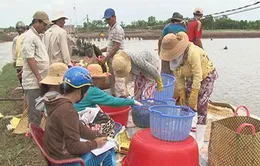 Tôm được giá nảy sinh nhiều hệ lụy