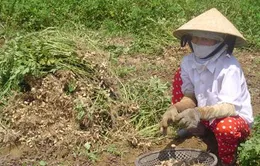 Nhiều nông dân nghèo bị lừa vì cả tin thương lái