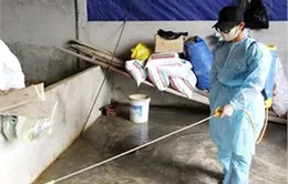 Hà Tĩnh: Tập trung khống chế dịch lở mồm long móng 