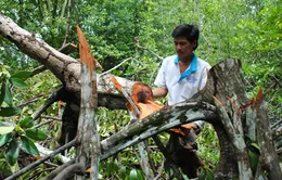 Ngang nhiên “xẻ thịt” rừng ở khu Ramsar Mũi Cà Mau