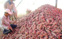 ĐBSCL được mùa khoai lang