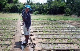 An Giang: Xuống giống trên 20.300 ha rau màu phục vụ Tết Giáp Ngọ
