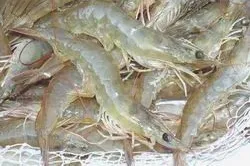 Nuôi tôm nước lợ 2013: Được mùa, được giá