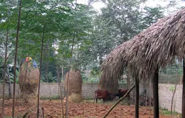 Phú Thọ chủ động phòng chống rét cho đàn gia súc	