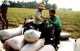 Giá gạo Việt Nam vượt Thái Lan