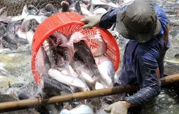 Chậm ban hành Nghị định về cá tra