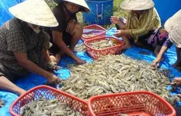 Năm 2013: Tổng sản lượng thủy sản cả năm tăng hơn 2% 