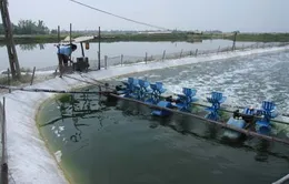 Khánh Hòa cấm nuôi tôm lót bạt trên cát