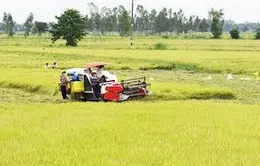 Triển khai nhân rộng các mô hình sản xuất nông nghiệp hiệu quả