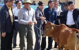 Trao 150 con bò giống sinh sản cho hộ nghèo Kon Tum