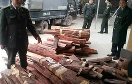Phát hiện vụ vận chuyển gỗ lậu qua đường hàng không