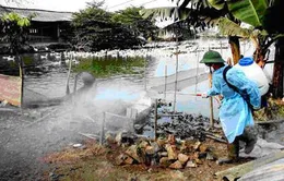 Bắc Ninh: Cần 3 triệu liều vaccine chống cúm gia cầm