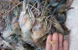 Bắt quả tang bơm rau câu vào tôm càng xanh