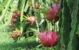 Nhiều mặt hàng nông sản tăng giá trong dịp Tết