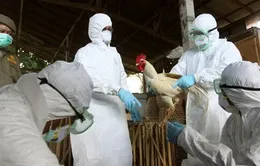 Đồng Tháp: Ca tử vong do cúm A/H5N1 đầu tiên trong năm 2014
