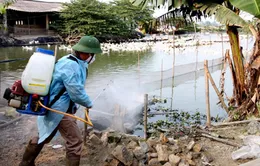 TT-Huế: Chủ động ứng phó với nguy cơ dịch cúm gia cầm