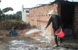 Xuất hiện dịch cúm gia cầm ở tỉnh Kon Tum 