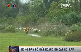 Quảng Nam: Nông dân bỏ đất hoang do cát bồi lấp 