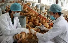 Hôm nay (13/2), họp khẩn về cúm gia cầm