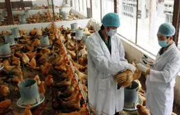 Các địa phương tăng cường phòng chống dịch cúm gia cầm