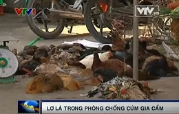 Phòng chống cúm gia cầm: Nơi tích cực, nơi lơ là!