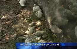 TP Cần Thơ: Người chăn nuôi vứt xác gia cầm chết và giấu dịch