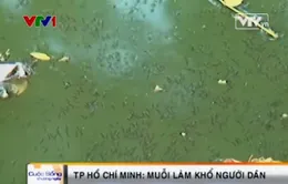 TP.HCM: Muỗi xuất hiện nhiều làm xáo trộn sinh hoạt của người dân 