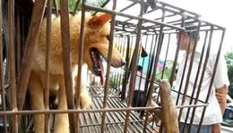 Thanh Hóa: Thêm ca tử vong vì chó dại cắn	