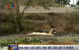 Yên Bái: “Sống mòn” vì nhà máy chế biến tinh bột sắn