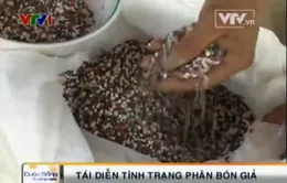 Nông dân điêu đứng vì phân bón giả