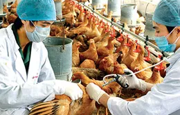 Quảng Ngãi: Lo thiếu vaccine gia cầm 