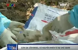 ĐBSCL: Cúm gia cầm có nguyên nhân từ sự chủ quan
