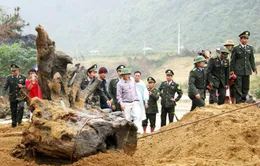 Quảng Bình trục vớt thành công gốc cây gỗ huê mắc kẹt