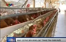 Hàng loạt các trang trại chăn nuôi đứng trước nguy cơ phá sản