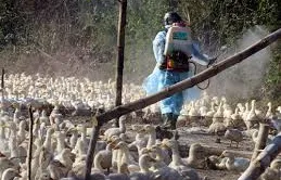 Mỗi ngày, xuất hiện 2 ổ dịch cúm gia cầm mới