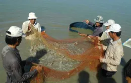 Năm 2013, Ninh Thuận có 120 ha ao tôm bị thiệt hại do dịch bệnh