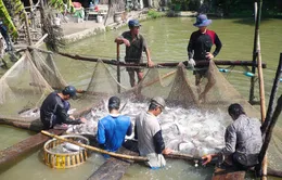 Thêm 3 trang trại cá tra được chứng nhận GlobalGap/ASC