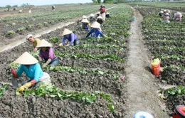 Mức sống giữa thành thị và nông thôn vẫn cách biệt lớn