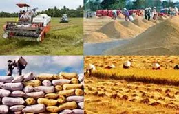 Doanh nghiệp không mặn mà với việc tạm trữ lúa gạo