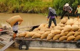 Cảnh giác với thủ đoạn tráo tiền khi mua lúa