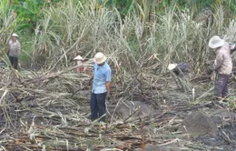 Miền Trung: Nông dân thiệt hại do hạn hán sớm  