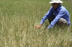 Phú Yên: Có ít nhất 3.500ha cây trồng thiếu nước tưới