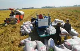Bộ Tài chính ban hành giá thu mua đối với lúa tạm trữ năm 2014