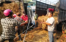 Lật xe chở dưa hấu, ách tắc giao thông nghiêm trọng