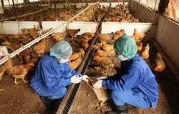Hà Nội chủ động ứng phó với các chủng virus cúm gia cầm 