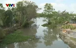 Xâm nhập mặn gây thiệt hại cho nông nghiệp