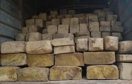 Quảng Trị: Bắt giữ xe vận chuyển 2 tấn gỗ lậu quý hiếm