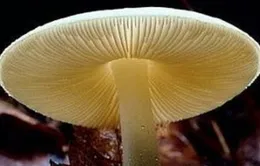 Thêm 5 trường hợp ngộ độc nấm rừng 