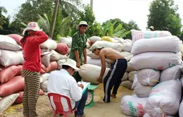 ĐBSCL: Thị trường lúa gạo chuyển biến tích cực sau chủ trương thu mua tạm trữ